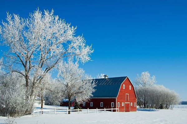 Canada-Manitoba-Grande Pointe Hoarfrost and red barn in winter
